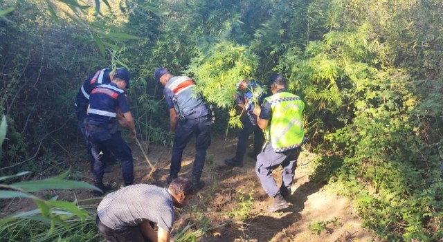 Kamu arazisine kenevir eken şahıs gözaltına alındı