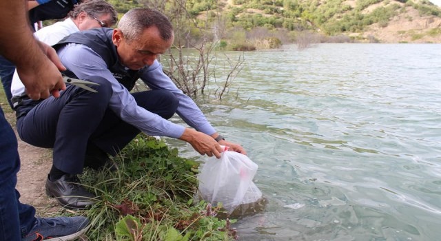 Karabükte 20 bin yavru sazan balık gölle buluştu