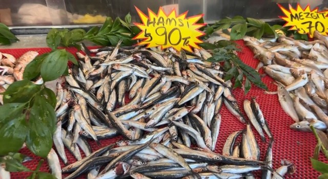 Karadenizde palamut bollaştı, hamsi yok oldu