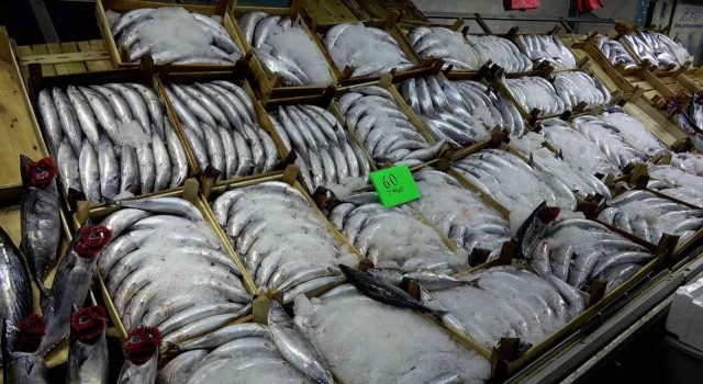 Karadenizde palamut dışında balık çıkmıyor