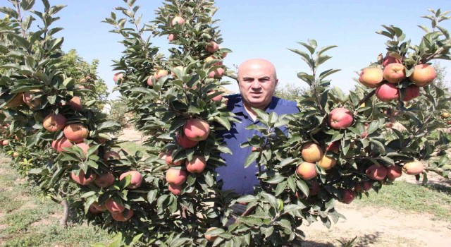 Karamanda dalları elma bastı