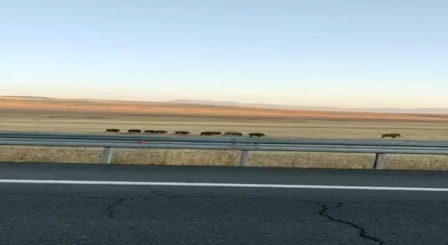 Karsta domuz sürüsü cep telefonuyla görüntülendi