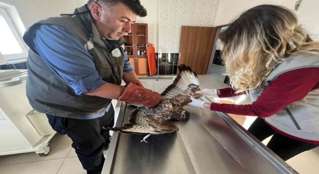 Karsta yaralı şahin tedavi altına alındı
