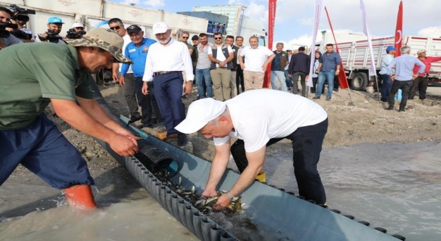 Kayseride 2 milyon yavru sazan balığı sularla buluşturuldu