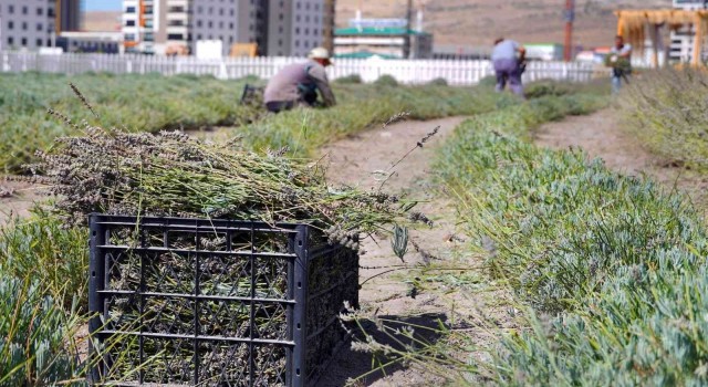 Keçiörende lavanta hasadı yapıldı