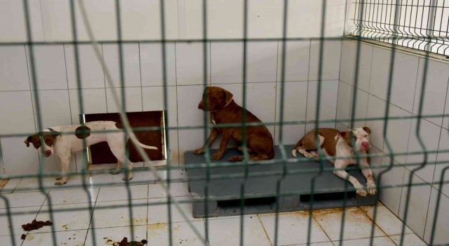 Kedi Evine giren 3 pitbull cinsi köpek 12 kediyi telef etti