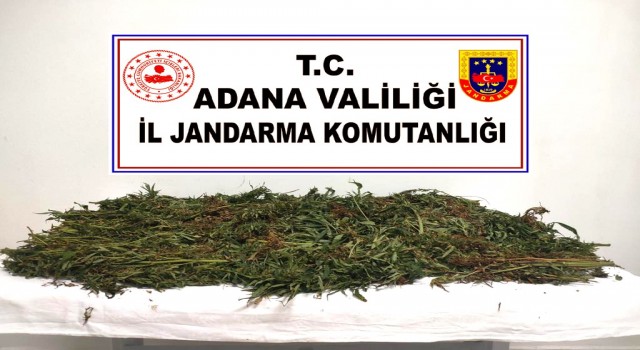 Kenevirleri sökerken suçüstü yakalandılar