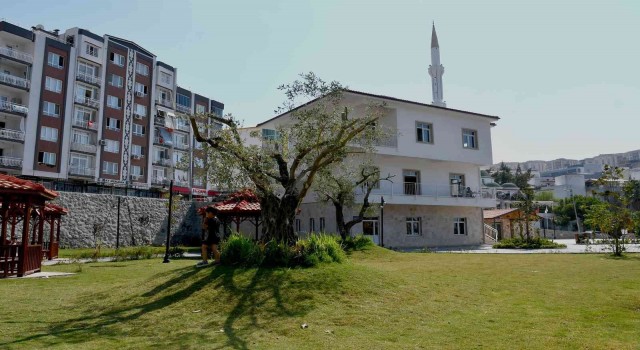 Kesilmekten kurtarılan ağaçlar parklara dikiliyor