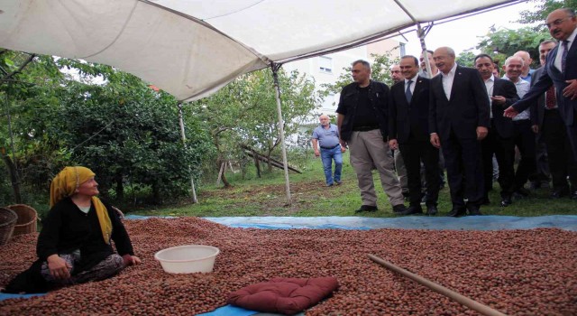 Kılıçdaroğlu, üreticilerle fındık seçti