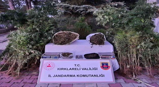 Kırklarelinde 558 kök Hint keneviri ele geçirildi