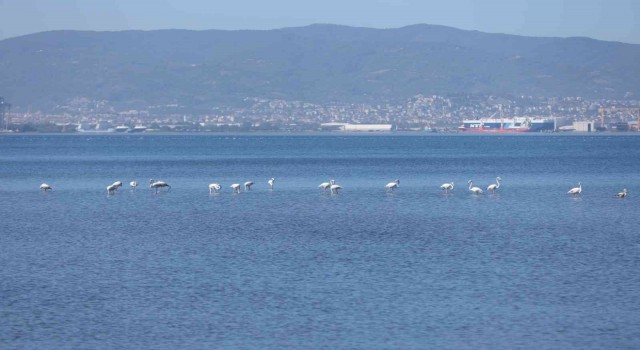 Kış mevsiminin keyfini sürmek için bu yıl da İzmit Körfezine geldiler