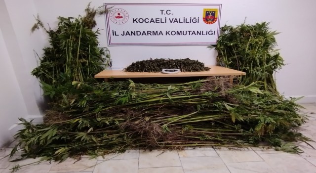 Kocaelide jandarma bin 280 kök kenevir ile 11 kilo uyuşturucu ele geçirdi