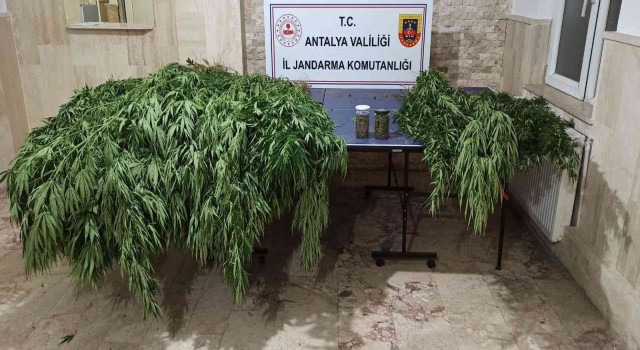 Korkutelinde 30 kök kenevir, 28 kök skunk ele geçirildi