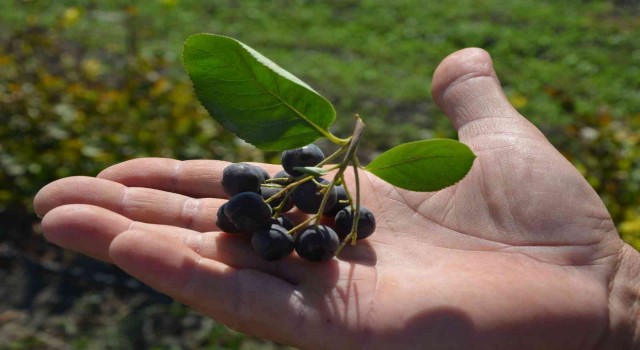 Köyceğizde Aronya hasadı gerçekleşti
