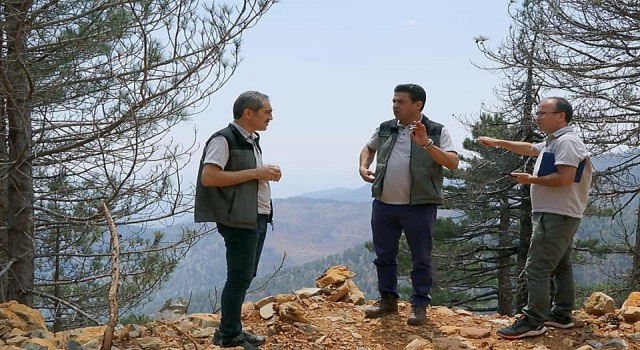 Köyceğizde yanan ormanlarda yaralar sarılıyor