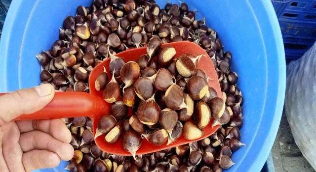 Köylülerin topladığı kestane tezgahlarda yerini aldı: Kilogramı 50 TLden satılıyor