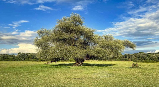 Kültürpark havası ile güzelliği ile dikkat çekiyor