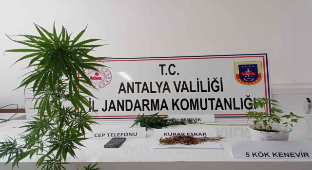Kumlucada evin çatısında kenevir ele geçirildi