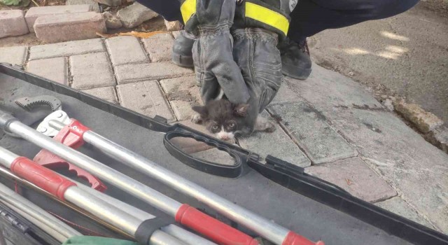 Kurtarıldıktan sonra ikinci kez motor kısmına giren kediyi itfaiye eri kurtardı