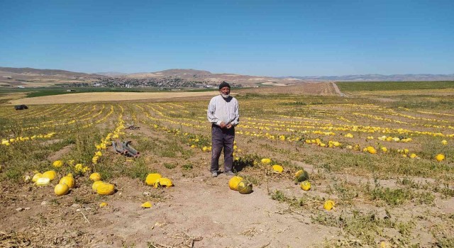 Kuruyemişten kozmetiğe geniş bir kullanım alanına sahip, hasadı başladı