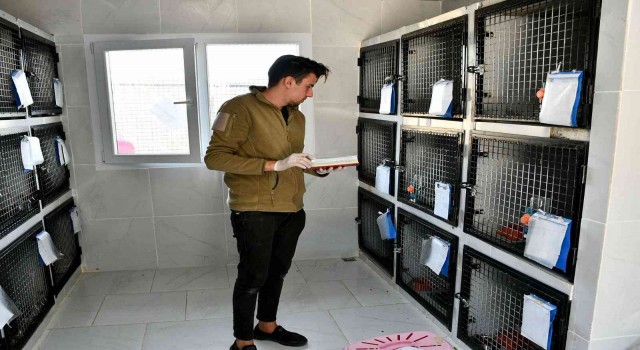 Kuşadası Belediyesinden kedilere özel tedavi ünitesi