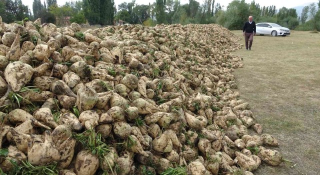 Kütahyada pancar hasadı başladı