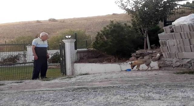‘Kuzum diyerek seslendiği tilkiler adeta onun yolunu gözlüyorlar