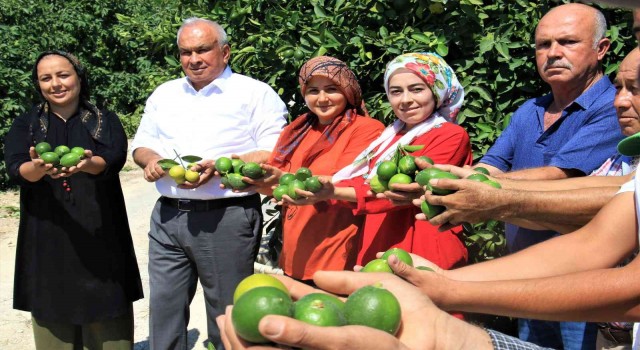Limonun başkentinde hasat zamanı