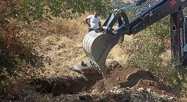 Mahallede bulunan yaban domuzu leşi için belediye ekipleri harekete geçti