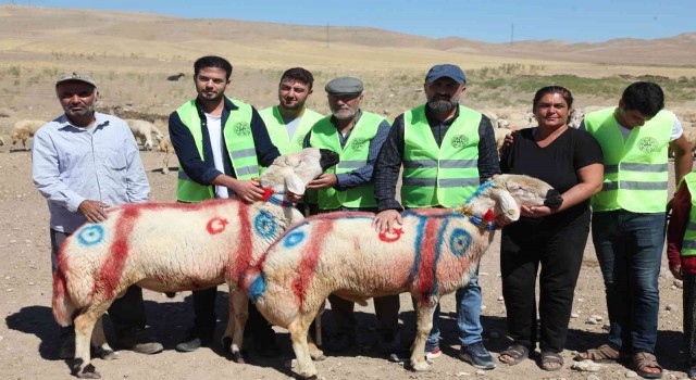 Malatyada koç katım şenliği düzenlendi