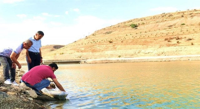 Malatyadaki göletlere 2 milyon yavru balık