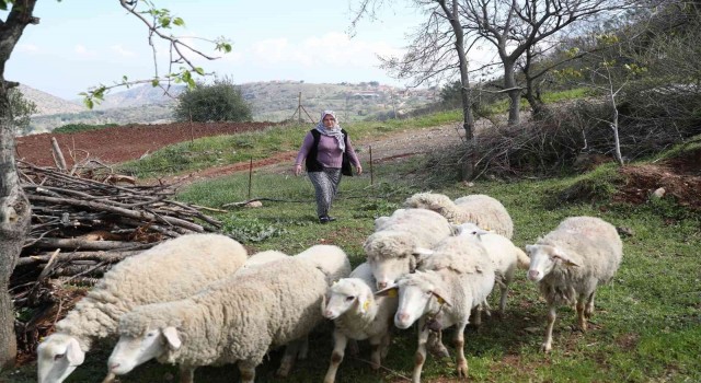 Merkezefendide küçükbaş hayvan desteği kayıtları başlıyor