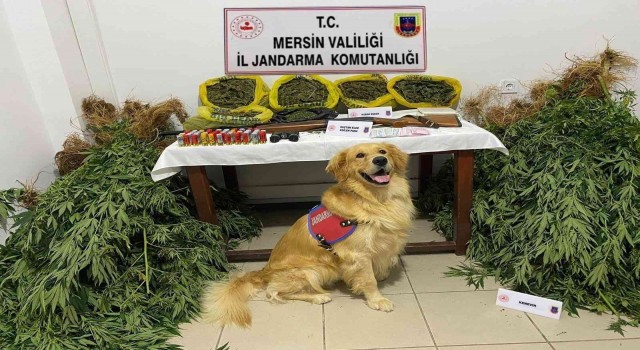 Mersinde evlerinin bahçesinde uyuşturucu yetiştiren 2 şüpheli yakalandı
