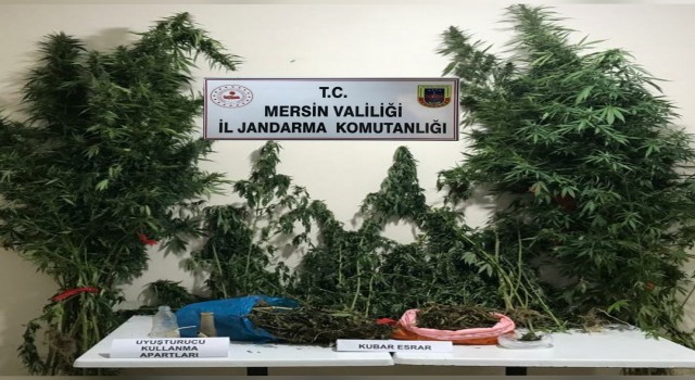 Mersinde yasa dışı kenevir eken 3 şüpheli yakalandı