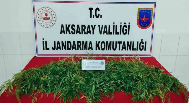 Mısır tarlasına kenevir operasyonu