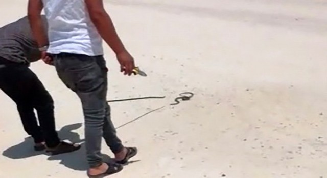 Motosiklet sürücüsünün yılan ile imtihanı