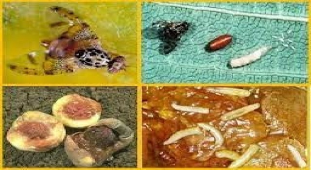 Muğlada Akdeniz Meyve Sineği mücadelesi başladı
