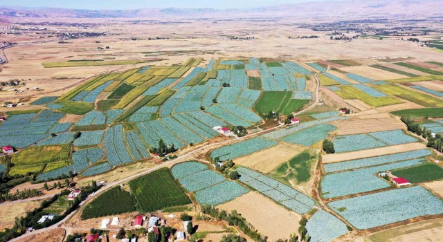 Muşta lahana hasadından ülke ekonomisine 35 milyon lira katkı bekleniyor