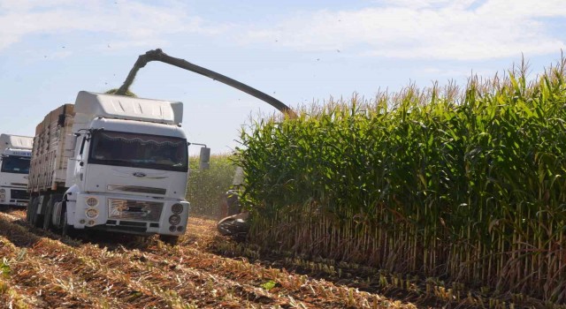 Muşta silajlık mısır hasadı