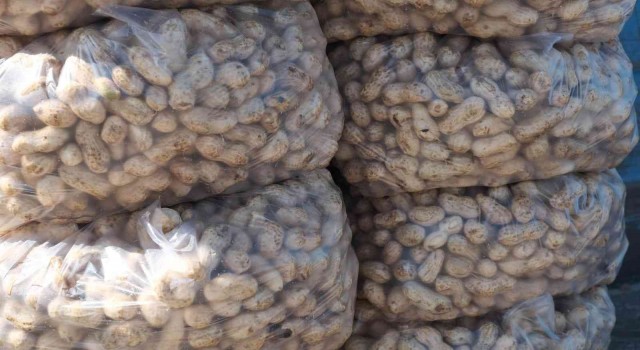 Mutta yer fıstığında 800 ton rekolte bekleniyor