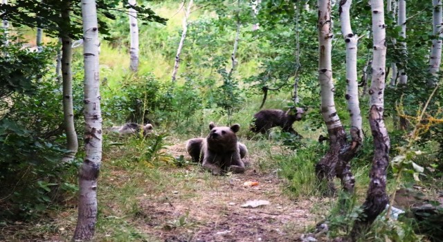 Nemrutun maskotu ayılar ziyaretçilerin korkulu rüyası oldu