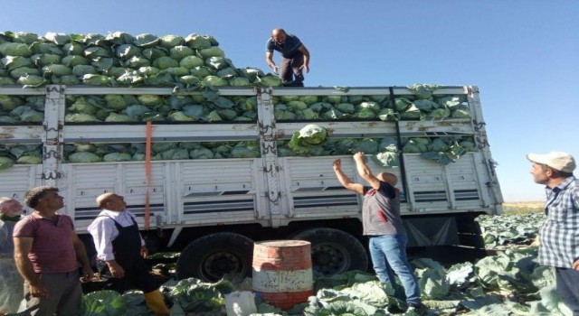 Niğdede 130 bin ton lahana rekoltesi bekleniyor