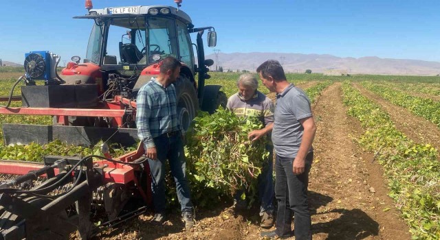 Niğdede kuru fasulye ve barbunyada 65 bin ton rekolte bekleniyor