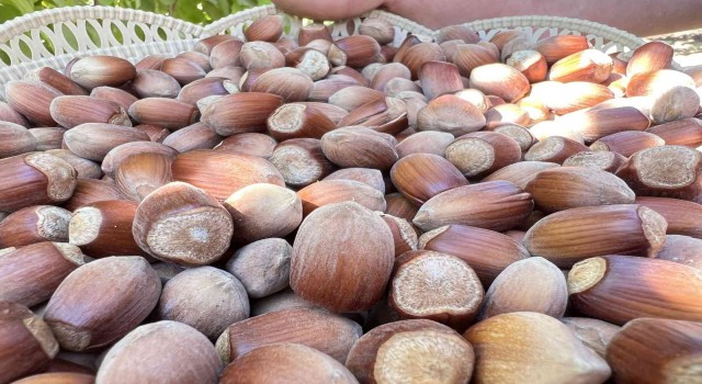 Okulu bırakıp, Mardinde fındık üretmeye başladı