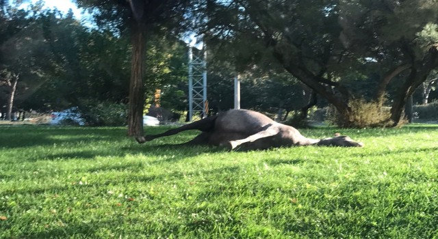 Ölen atın leşini parkta bıraktılar