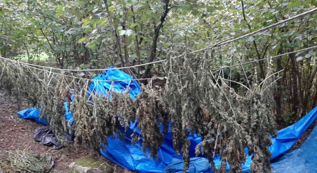 Orduda 13 kilo 250 gram kurutulmuş Hint keneviri ele geçirildi