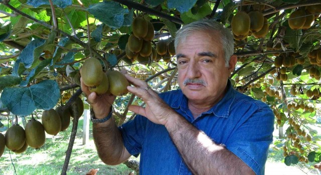 Orduda kivi üretimi yaygınlaşıyor