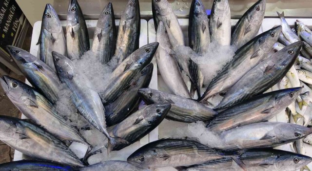 Orduda palamut fiyatları düştü: Kiloluk palamutlar 40 lira