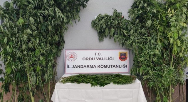 Orduda uyuşturucu operasyonunda bir kişi tutuklandı
