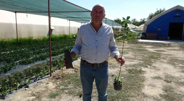 Organik solucan ve yarasa gübresiyle yetiştirilip, kilosu 150 liradan satılıyor